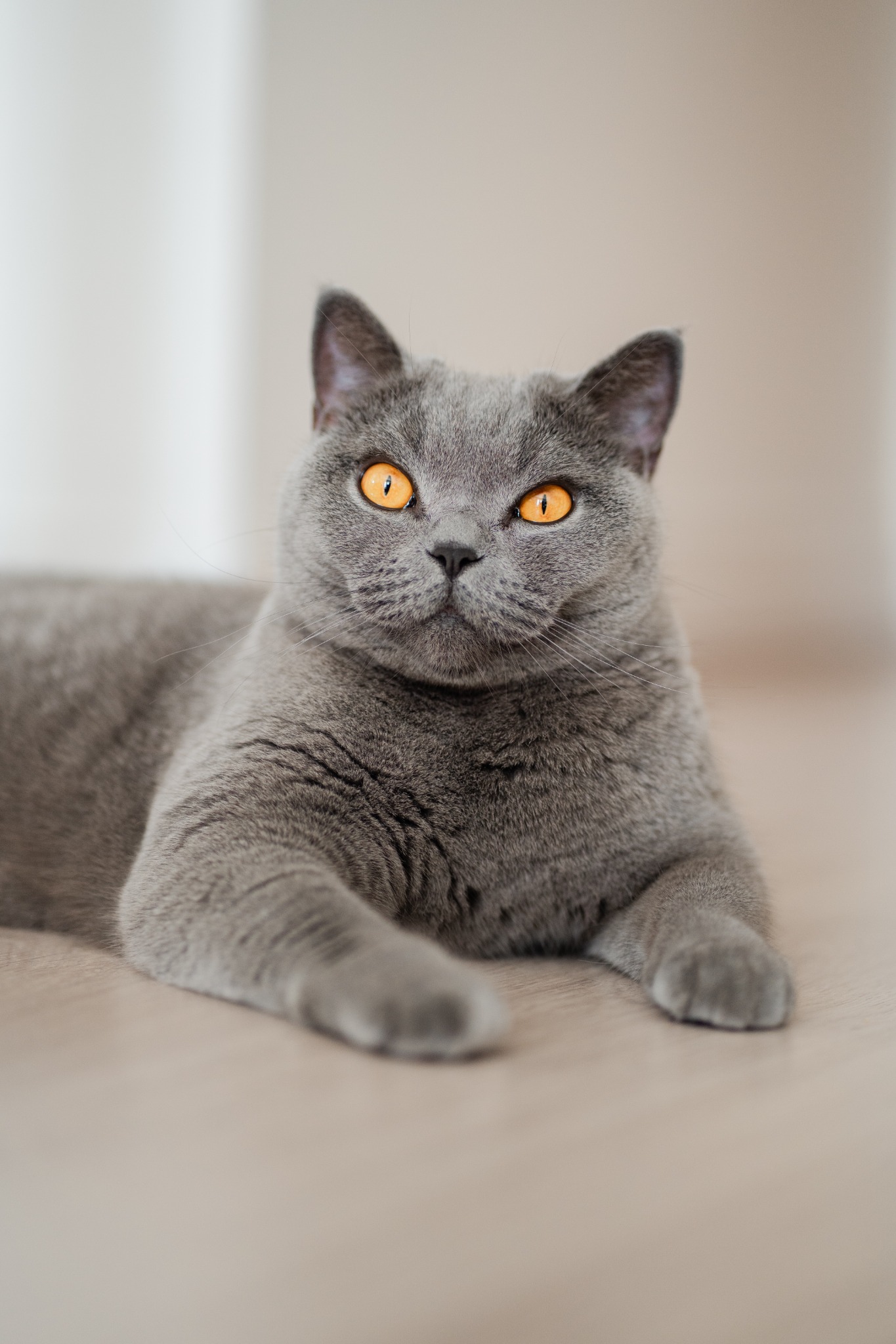 Alba, the British Shorthair who inspired Fura